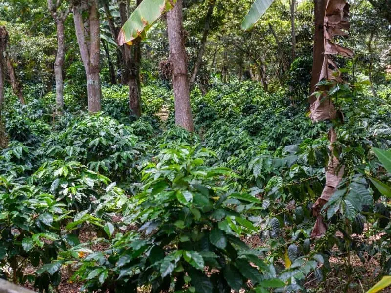 Coffea Arabica Plantation